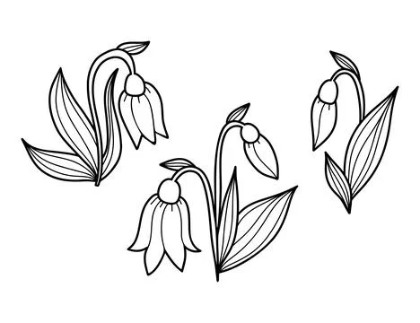 First spring flowers snowdrops outline drawings. Isolated Botanical decorat.. Stock Illustration