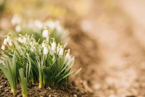 First spring flowers, snowdrops Stock Photos