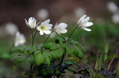 The first spring flowers of snowdrops windweed on forest thawed patches. Spri Stock Photos