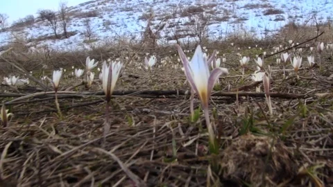 First spring flowers snowdrops in the woods. Wild white snowdrops. Kazakhstan. Stock Footage 73930139