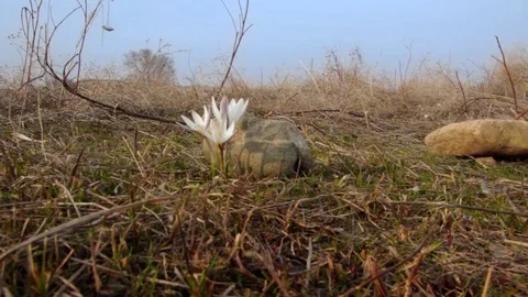 First spring flowers snowdrops in the woods. Wild white snowdrops. Kazakhstan. Stock Footage 73934547