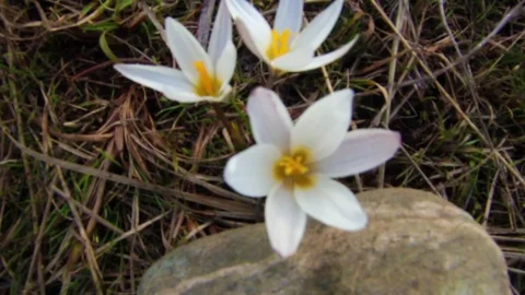 First spring flowers snowdrops in the woods. Wild white snowdrops. Kazakhstan. Stock Footage 73937952