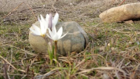 First spring flowers snowdrops in the woods. Wild white snowdrops. Kazakhstan. Stock Footage 73941624