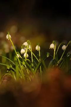 The first spring flowers spring snowflake (Leucojum vernum) in the evening li Stock Photos