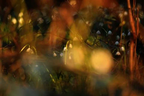 The First spring flowers spring snowflake (Leucojum vernum) i Stock Photos