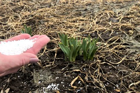 First spring flowers. Spring work in the garden. Fertilizing flowers with min Stock Photos