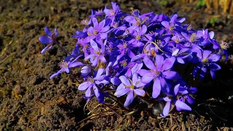 The first spring flowers on still cold soil. Stock Footage 194966346