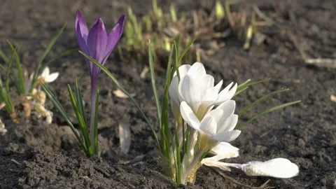 The first spring flowers on a Sunny day. Small crocuses swing in the wind in the Stock Footage 106284150