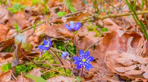 First spring flowers, time-lapse Stock Footage 48865807