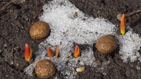 First spring flowers, time lapse Stock Footage 281582331