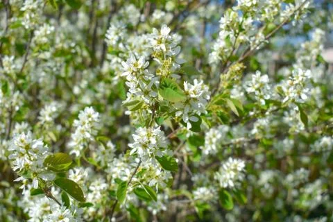 The first spring flowers on tree branches in spring. Hello, may Stock Photos