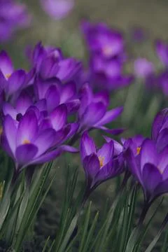 First spring flowers violet crocuses Stock Photos