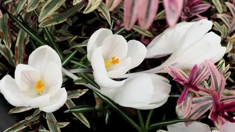 First spring flowers of white crocuses growing amongst pink hebe in an English Vidéo 331745379
