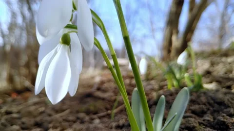 First spring flowers of white snowdrops sway in wind in sunny weather Stock Footage 235385739