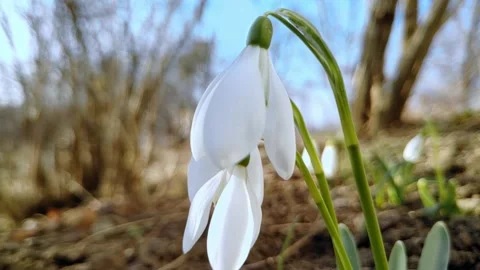 First spring flowers of white snowdrops sway in wind in sunny weather Stock Footage 235385783