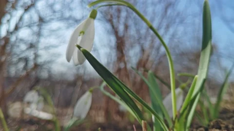 First spring flowers of white snowdrops sway in wind in sunny weather Video stock 235386038