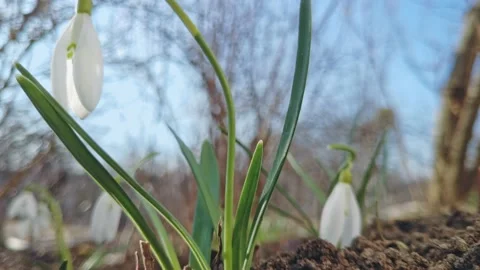 First spring flowers of white snowdrops sway in wind in sunny weather Video stock 235386296
