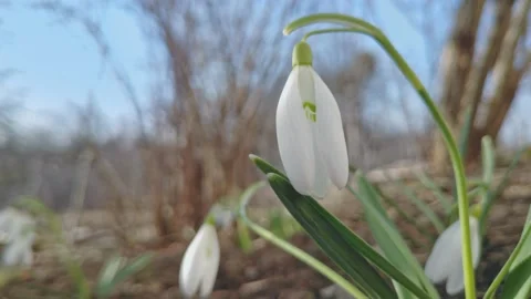 First spring flowers of white snowdrops sway in wind in sunny weather Stock Footage 235386650