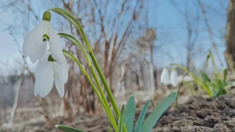 First spring flowers of white snowdrops sway in wind in sunny weather Stock Footage 235387116