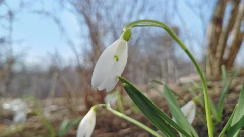 First spring flowers of white snowdrops sway in wind in sunny weather Stock Footage 235388135