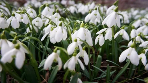 First spring flowers of white snowdrops swaying in the wind in sunny weather Stock-Footage 236249564