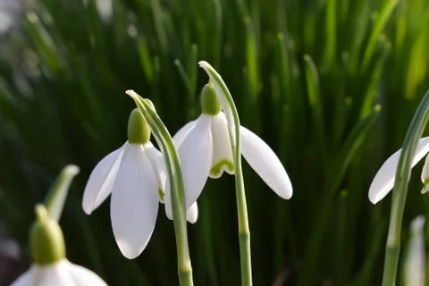The first spring flowers. White snowdrops close up. Stock Photos