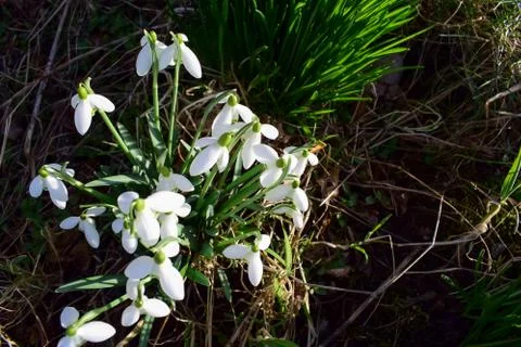The first spring flowers. White snowdrops close up. Stock Photos