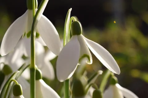 The first spring flowers. White snowdrops close up. Stock Photos