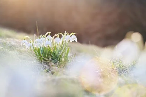 First spring flowers,  white snowdrops in the grass Foto stock
