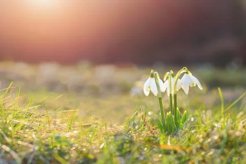 First spring flowers,  white snowdrops in the grass Stock Photos