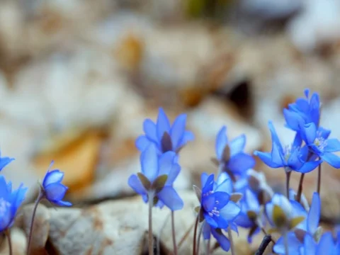 The first spring flowers in the wild forest. dolly shot Stock Footage 74076726