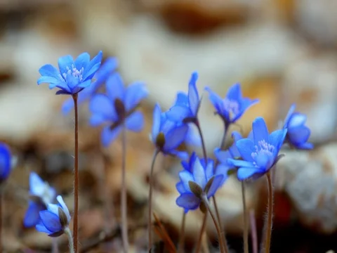 The first spring flowers in the wild forest. dolly shot Stock Footage 74076767