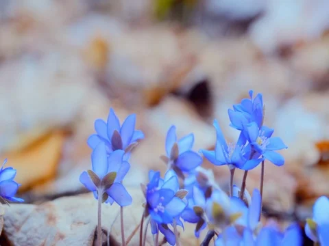 The first spring flowers in the wild forest. dolly shot Vídeos de archivo 74076943