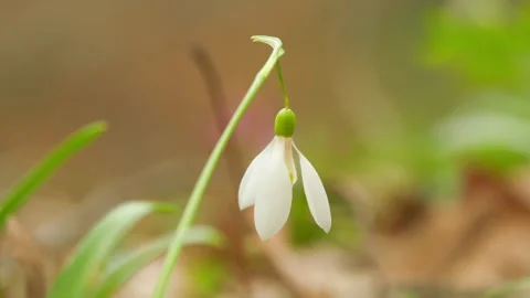 First Spring Flowers In Wild. Galanthus Nivalis Flowering Plants. Snowdrop Or Stock Footage 260279315