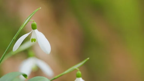 First Spring Flowers In Wild. Galanthus Nivalis Flowering Plants. Snowdrop Or Stock Footage 260336928