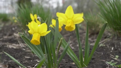 The first spring flowers, yellow blooming daffodils, swing in the wind on a city 스톡 동영상 124828167