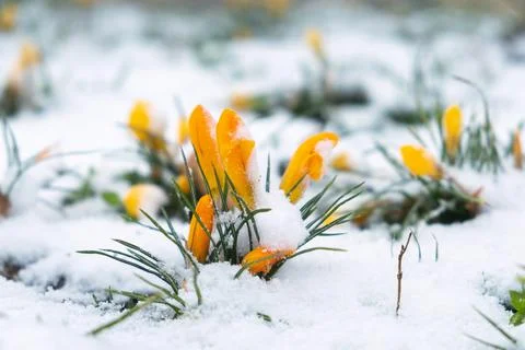The first spring flowers, yellow crocuses, grew out of the snow Stock Photos