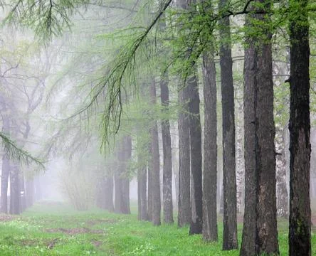 First spring foliage on larch trees on a foggy morning in May Stock Photos