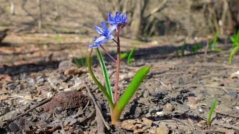 First spring forest flower Stock Footage 73939747
