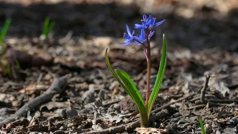 First spring forest flower Stock Footage 73939832