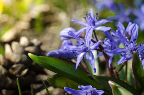 First spring forest flower, Scilla Siberica. Beautiful blue flowers in the Stock Photos