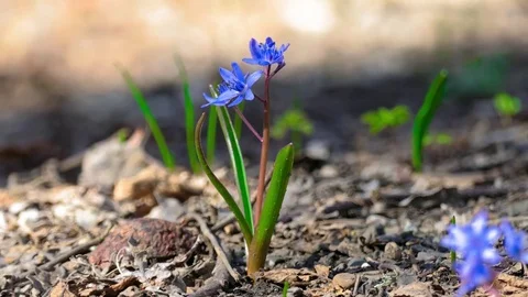 First spring forest flower in sunlight Stock Footage 73939915