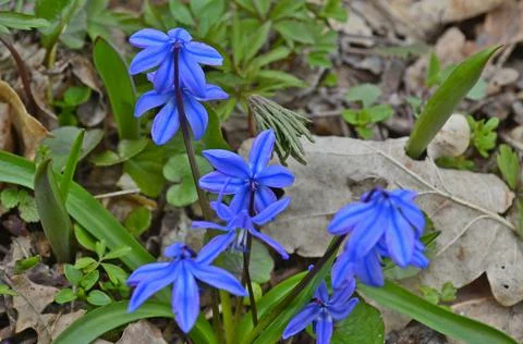 First spring forest Stock Photos