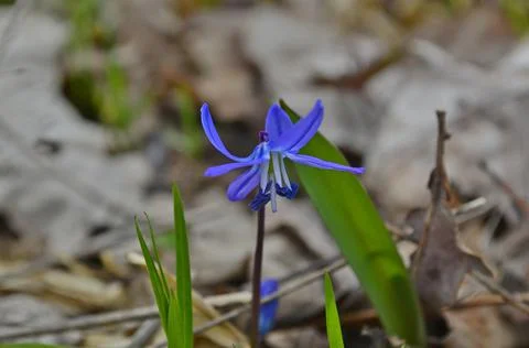 First spring forest Stock Photos