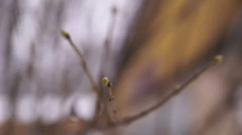 The first spring gentle buds and branches macro background Stock Footage 60952843