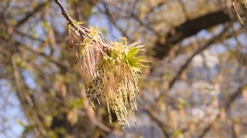 The first spring gentle leaves and branches against background with buds and Stock Footage 107397541