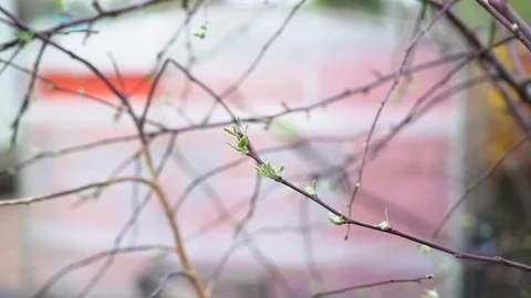 The first spring gentle leaves, buds and branches 库存影片 75688144
