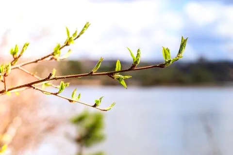 The first spring gentle leaves, buds and branches Stock Photos