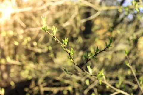 The first spring gentle leaves, buds and branches Stock Photos
