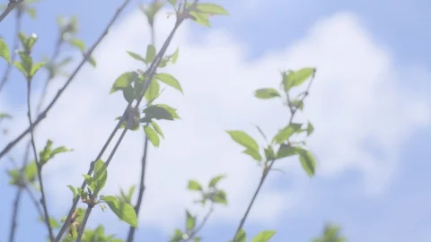 First Spring Gentle Leaves Stock Footage 91799049
